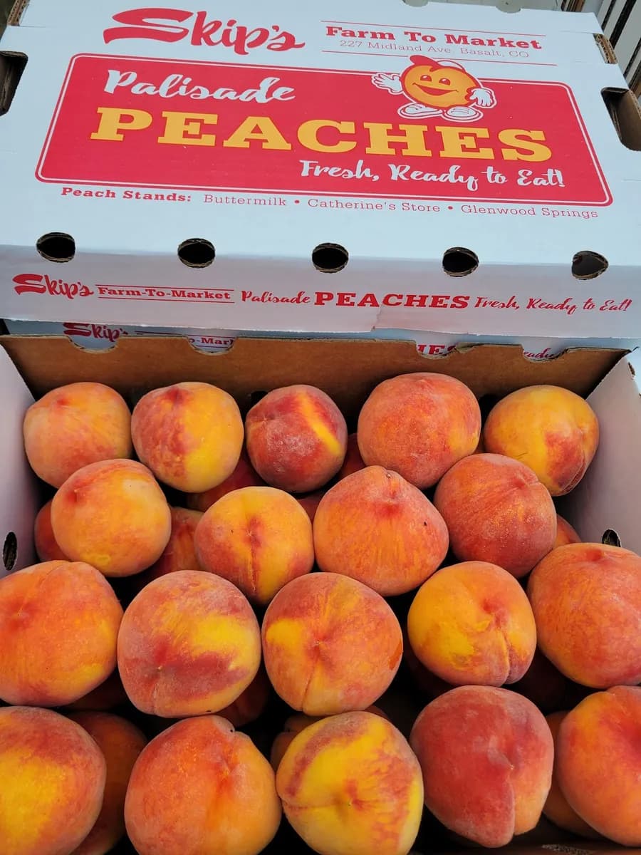 Early Morning Orchard image