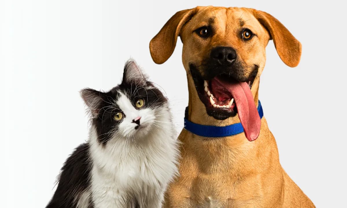 Roice-Hurst Humane Society photo 1