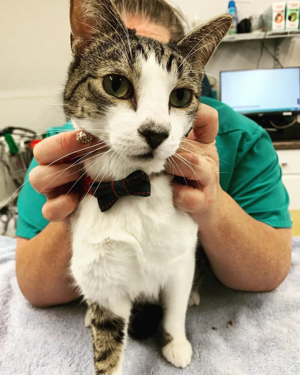 Palisade Pet Care photo 2