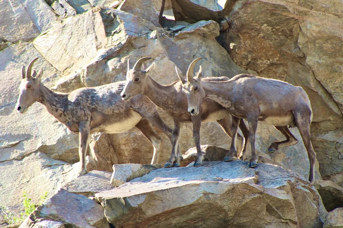 Bighorn Sheep Training