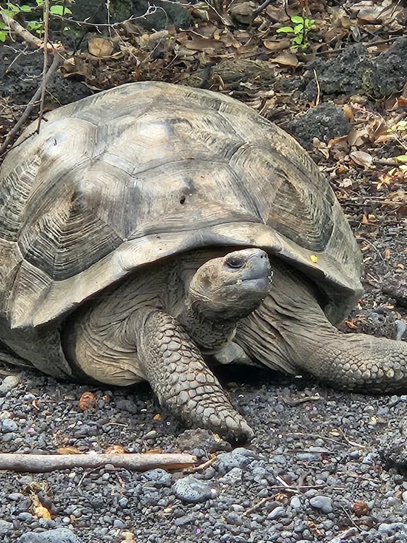 Armchair Travel: Nature's Paradise, the Galapagos Archipelago