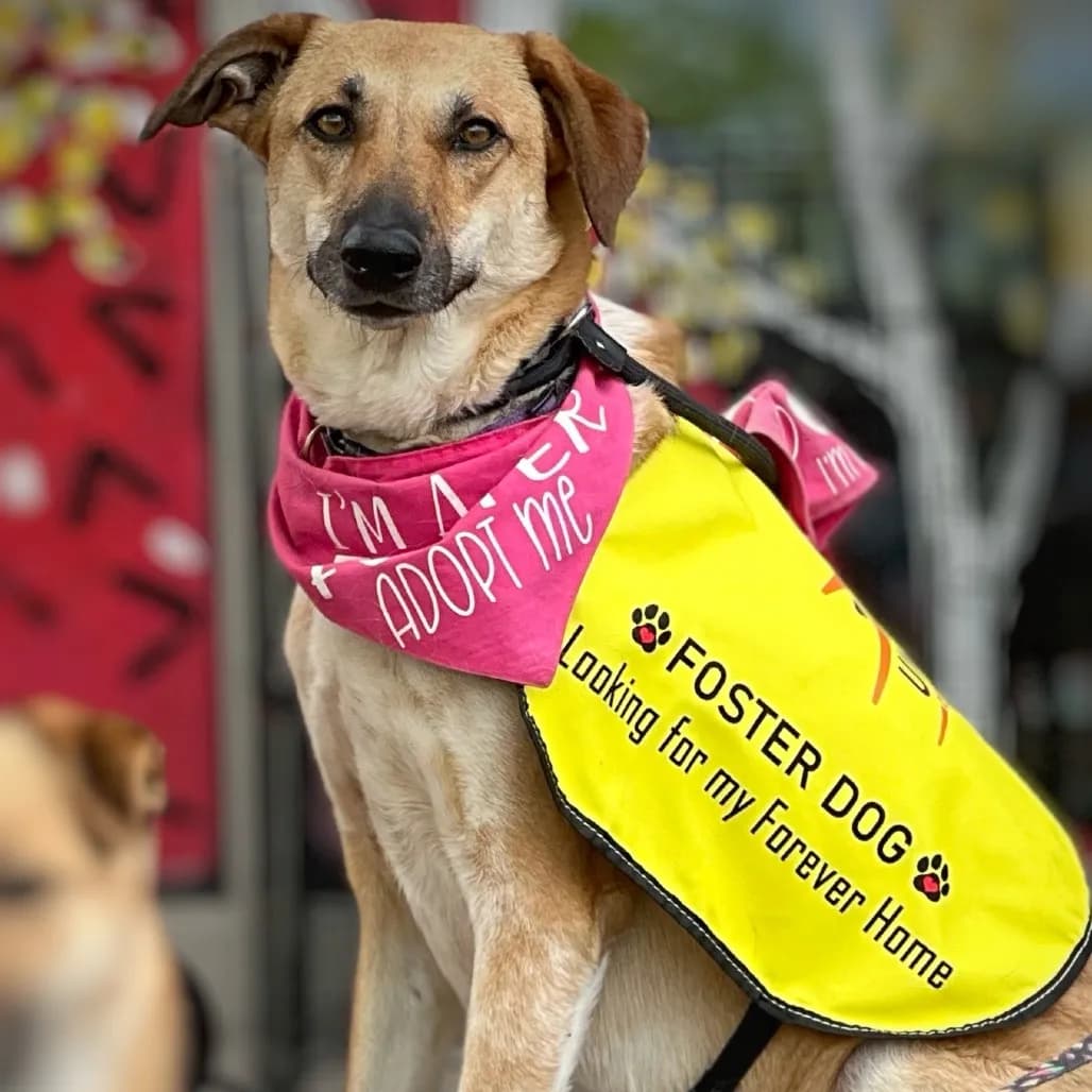 Underdog Animal Rescue & Rehab Adoption Event!