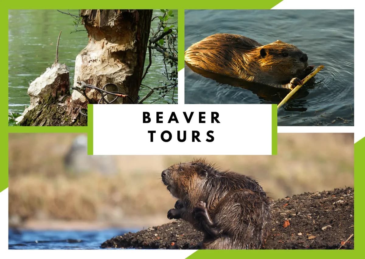 Beaver Tours