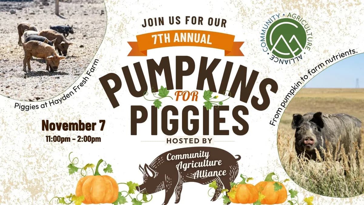 Pumpkins for Piggies