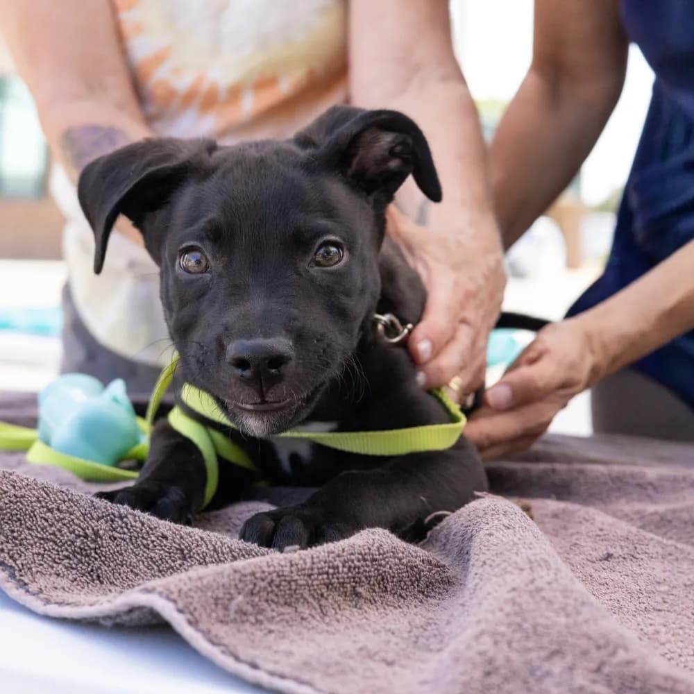 $20 Pet Vaccine Clinic