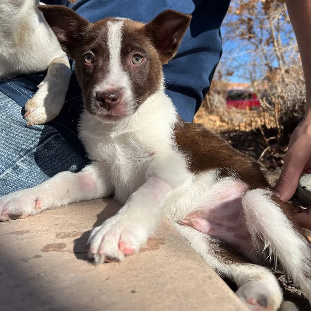 Underdog Animal Rescue & Rehab Adoption Event!