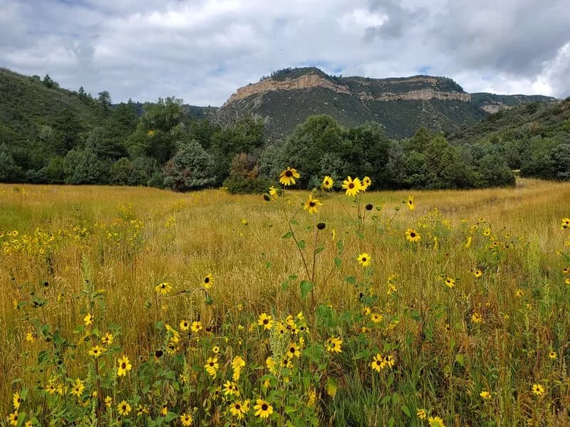 Late August Sunflowers Near The Trailhead