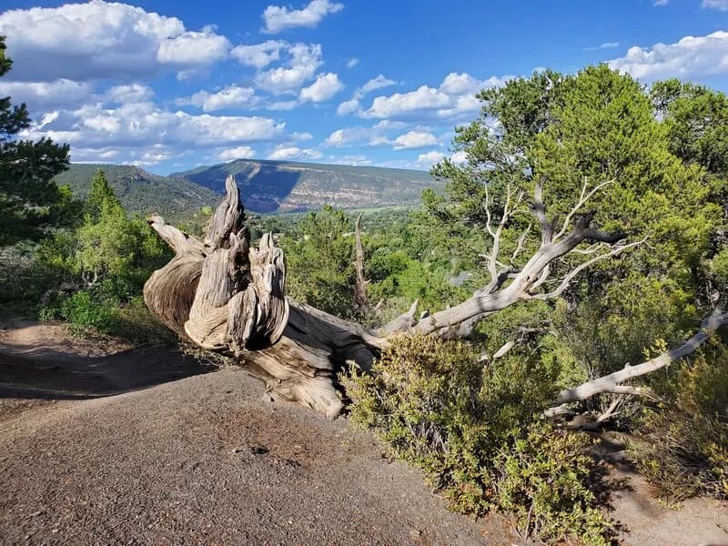 Engleharts Trail