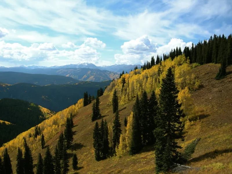 Nearby View From The Road