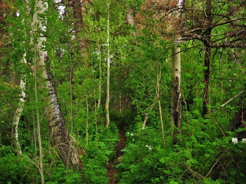 Sutton Mine Trail to the Neosho Mine