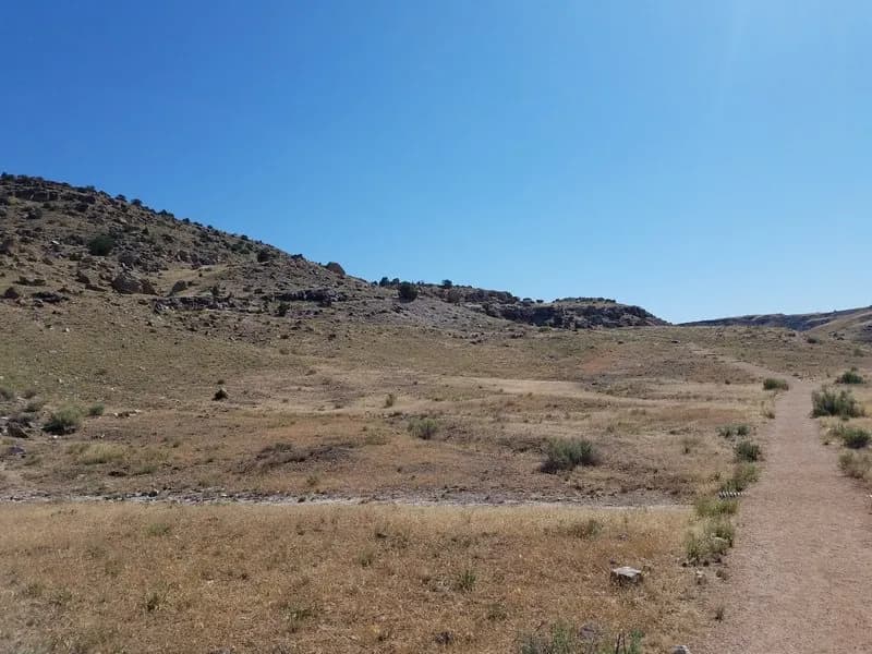 Hillside Full Of Fossils