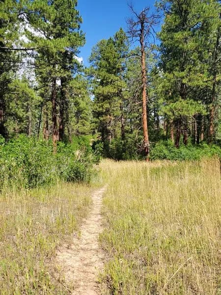 Pretty Meadow On Alt Left Trail