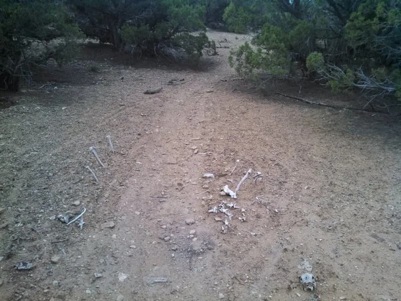 Broken Antler