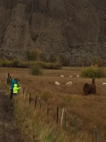 Saying Hello To The Ranch Animals On The Way To The River