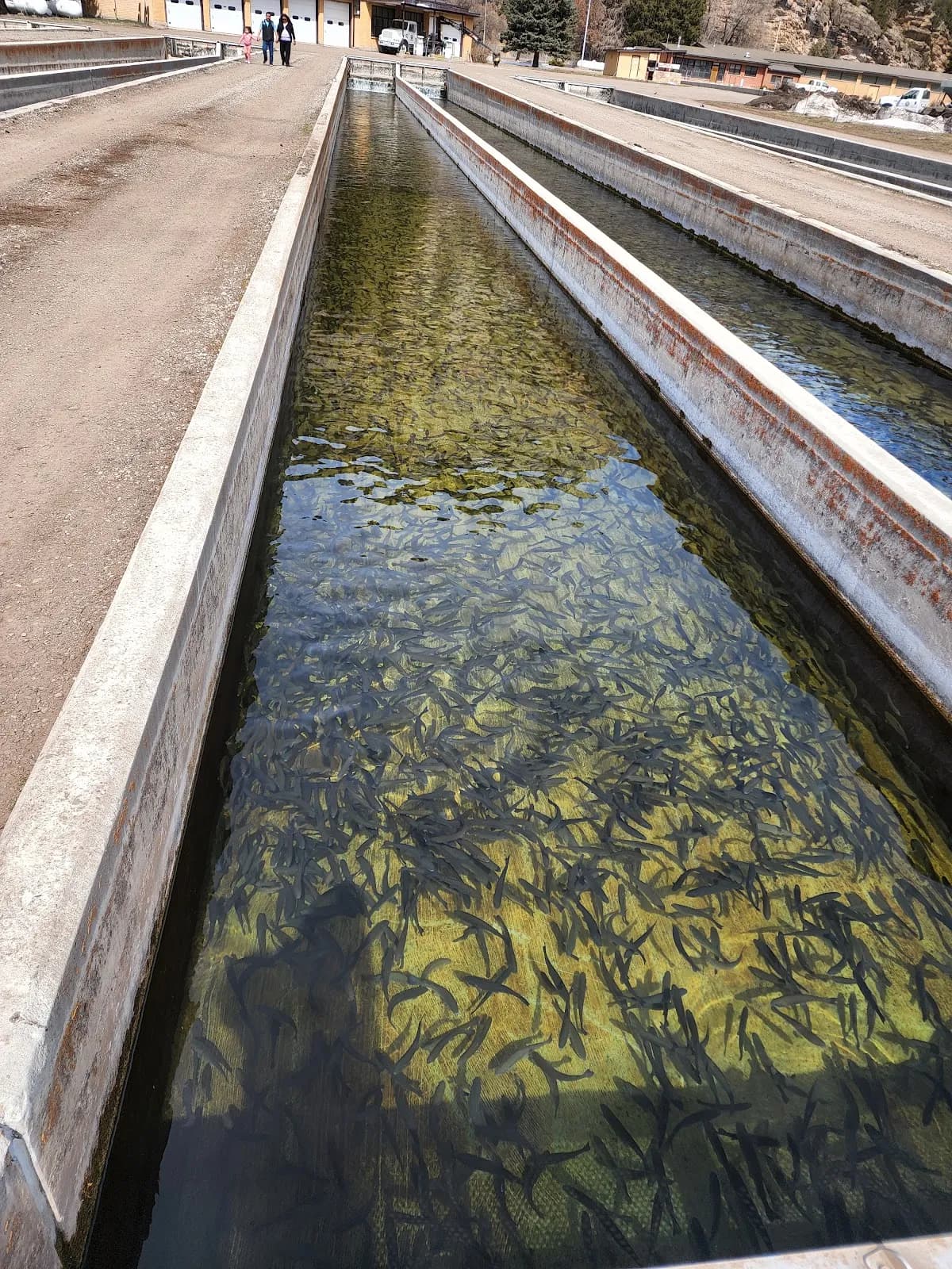 Rifle Falls Hatchery