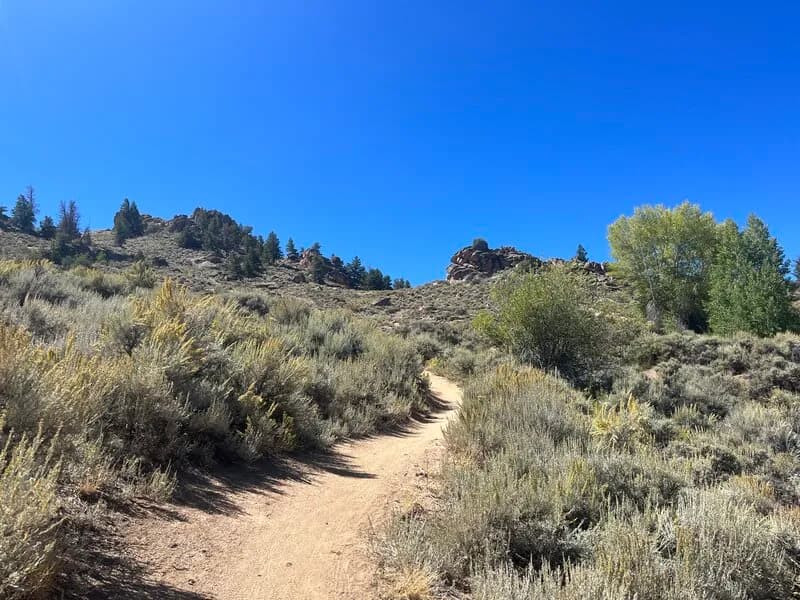 Sea Of Sage