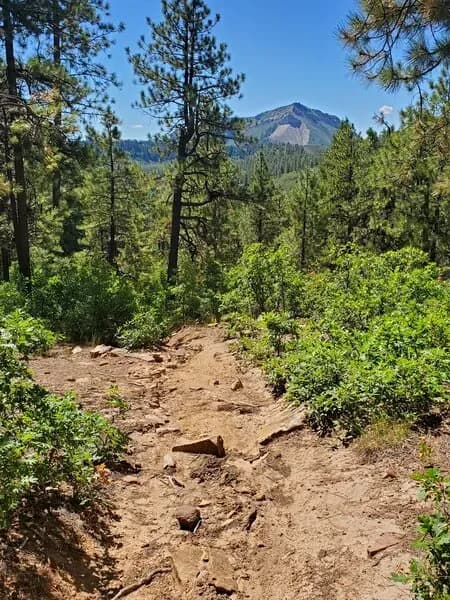 Logchutes Downhill
