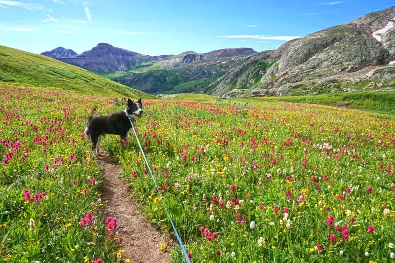 CDT: Beartown to Stony Pass (CO Sec. 9)