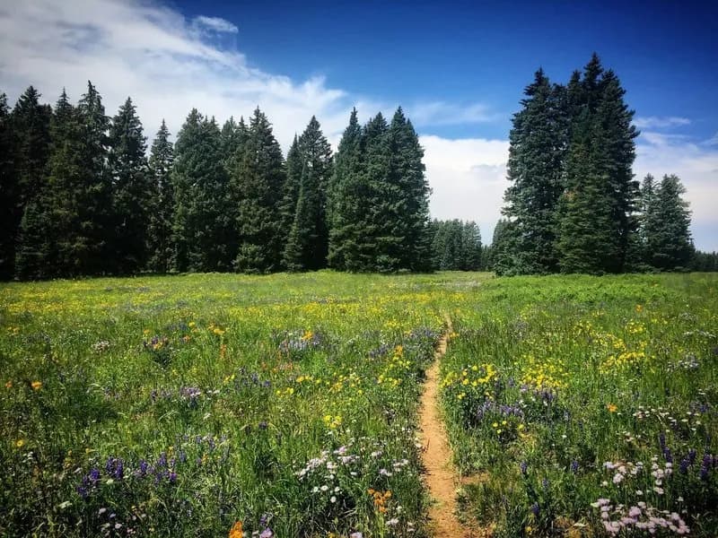 Mesa Top Trail #714