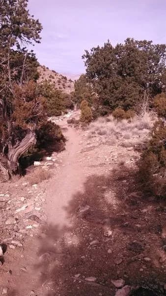 Gunny Loop