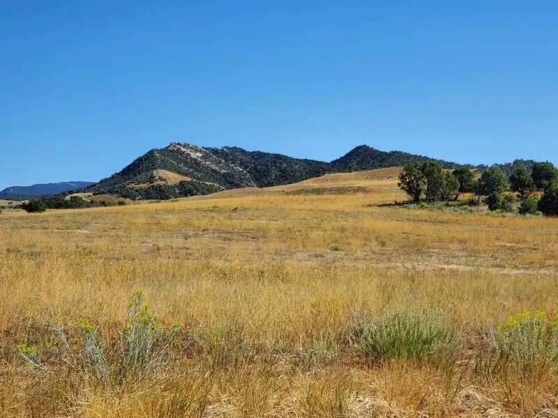 Huge Pretty Meadow As Viewed From Carbon Junction Trail