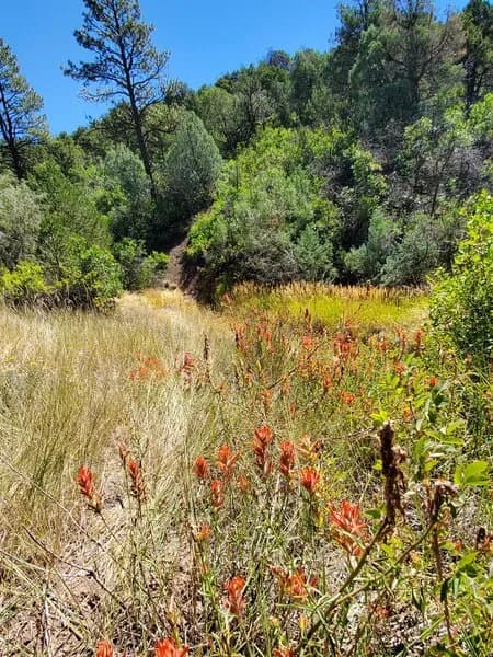Big Canyon Trail