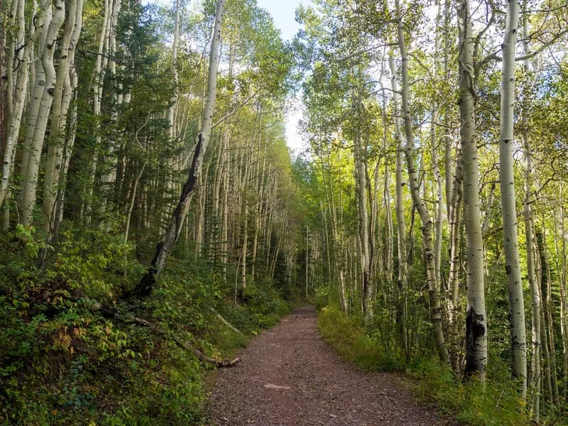 Aspen Forest Along The Bear Creek Trail