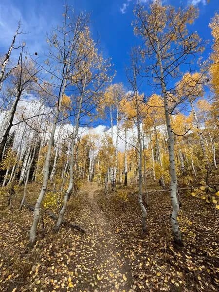 Fall Turning The Aspens Golden On The 401
