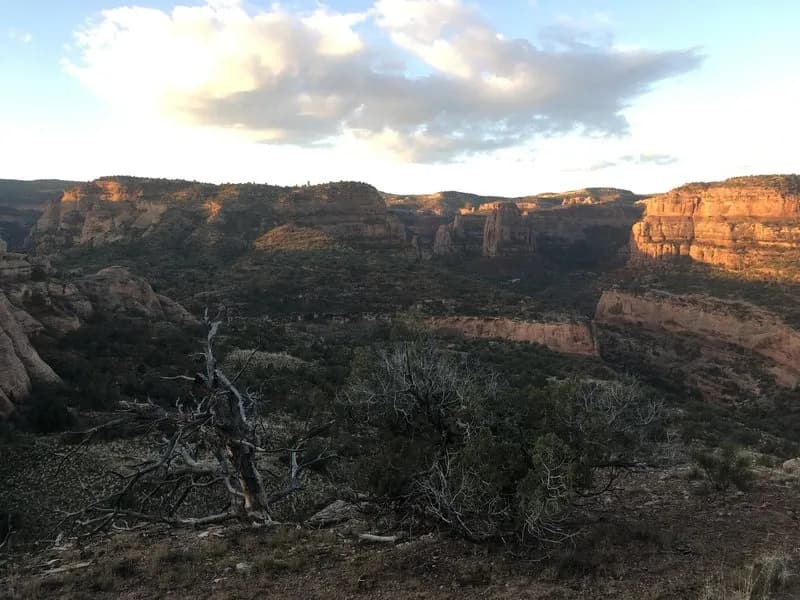 P1 - Pollock Bench Trail