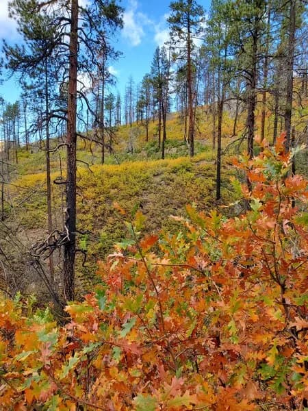 Scrub Oak On The Hermosa Creek Trail