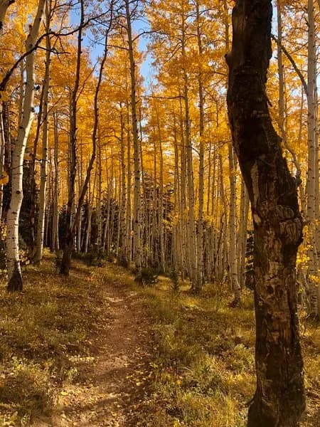 Aspen Trail #125