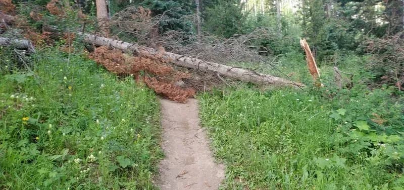 Aspen Glade