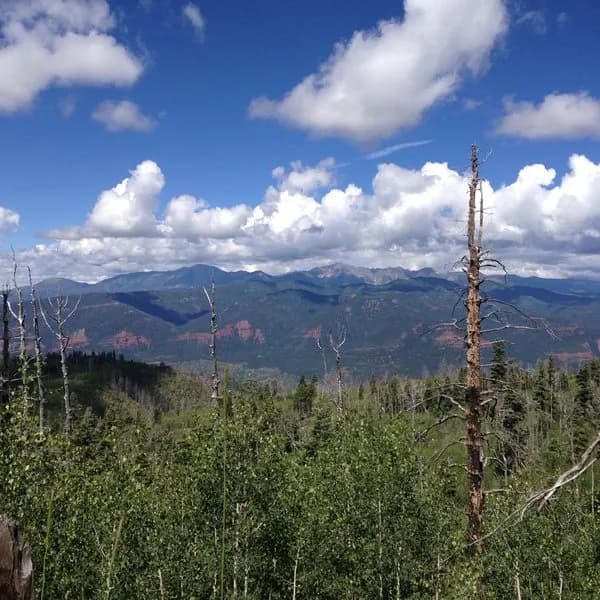 Haflin Creek Trail # 557