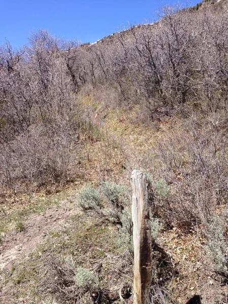 Coal Creek Basin Trail #703