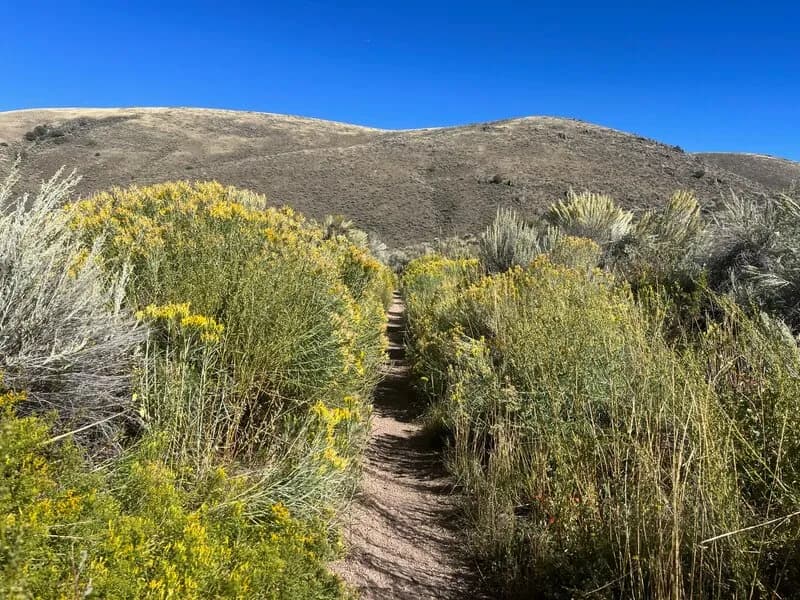 Sagebrush Trail At The Beginning Of Bambis