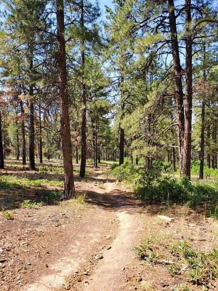 Typical Scattered Pines Along The Perimeter Trail