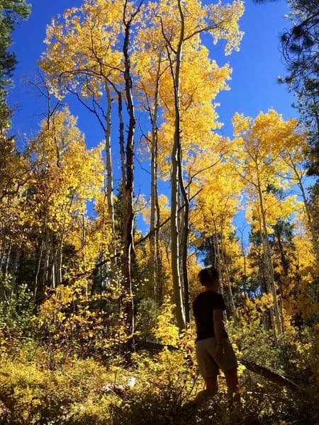 The Aspens In Fall Glory