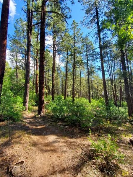 Typical Trail Surface On The Dry Fork Trail