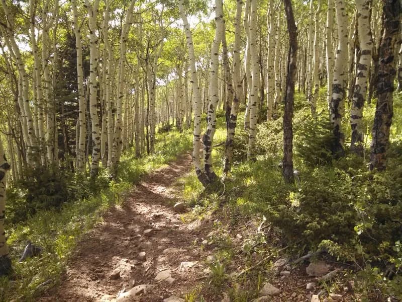 Clear Creek Loop