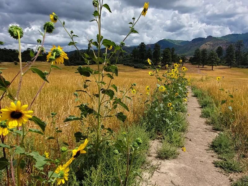 Mid-Meadow