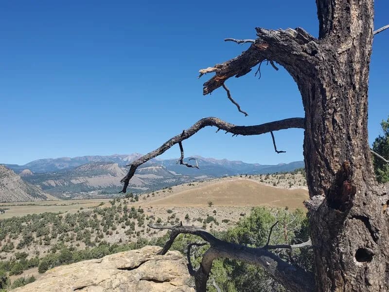 Crite's Connect