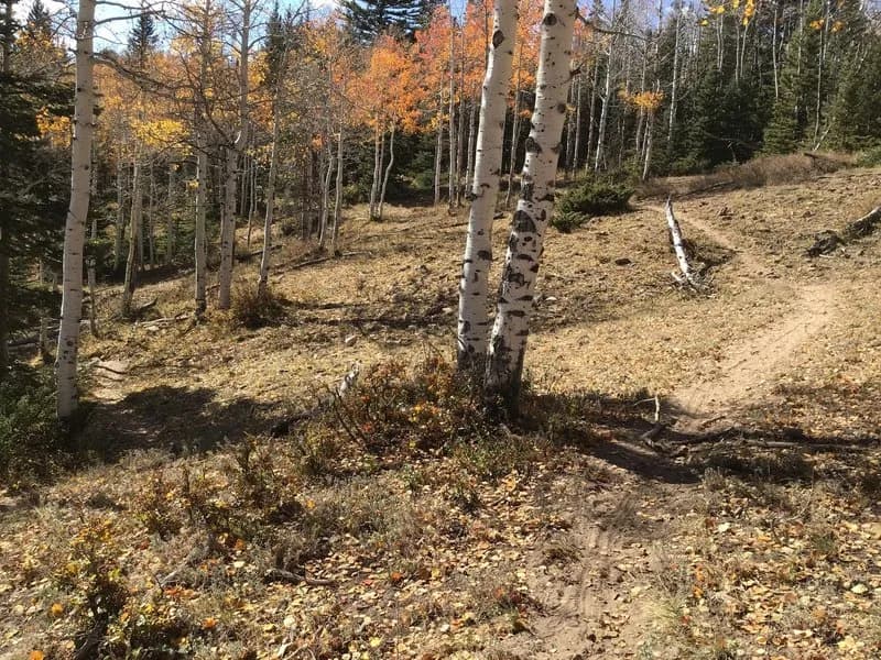 Black Pine Ridge Loop