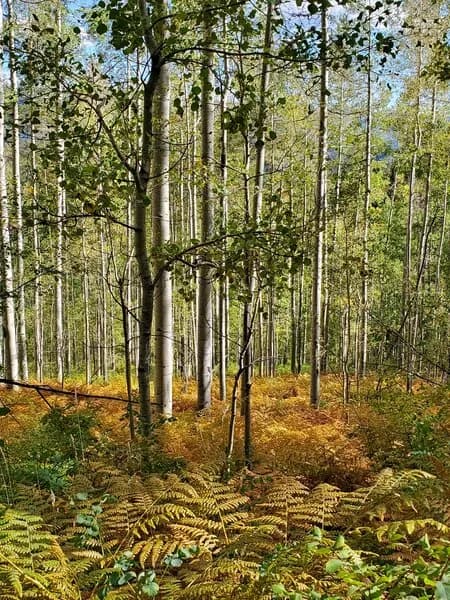 Elbert Creek