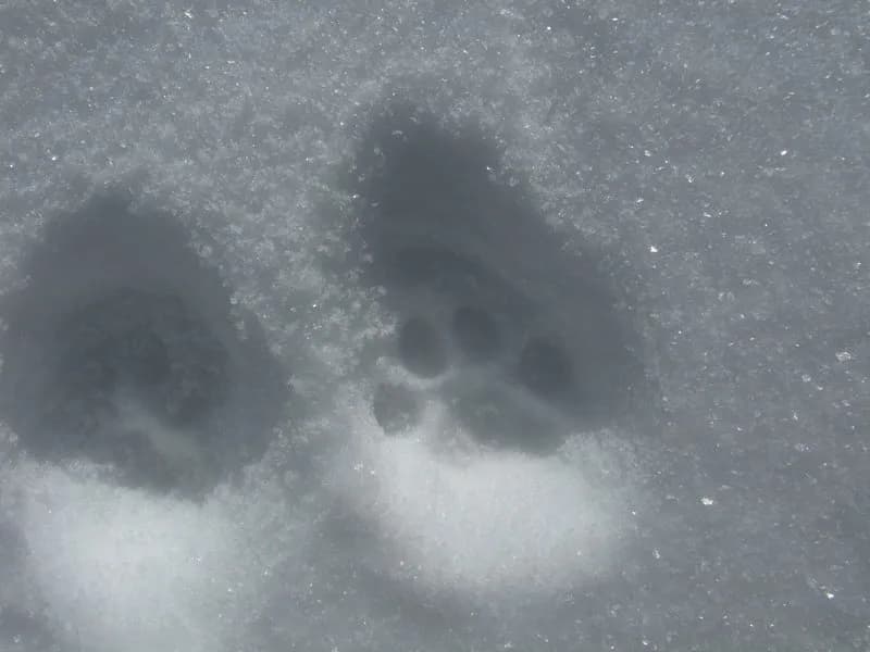 Finding Wild Cat Footprints In The Snow Makes An Exciting Winter Find