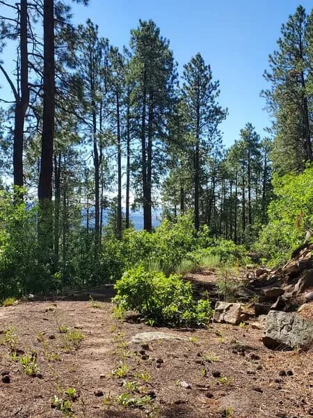 Forest Service Road B