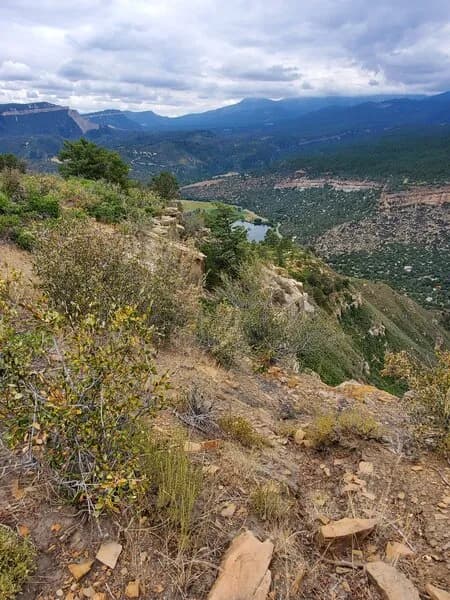 Lupine (West Rim Trail)