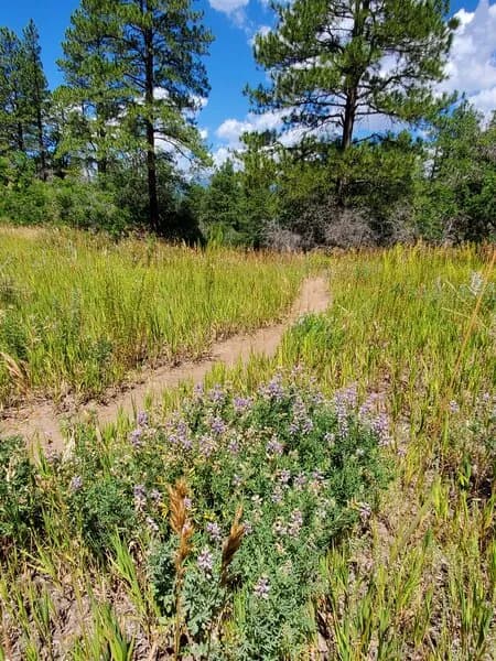 Upper Twin Buttes Trail