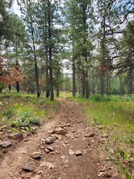 Animas Mountain Alternate Trail