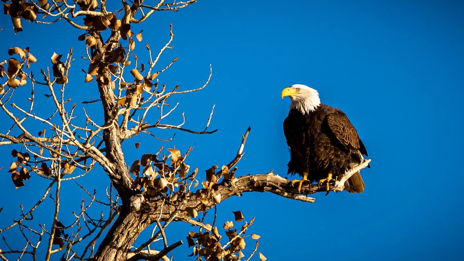 Colorado River Wildlife Management Area