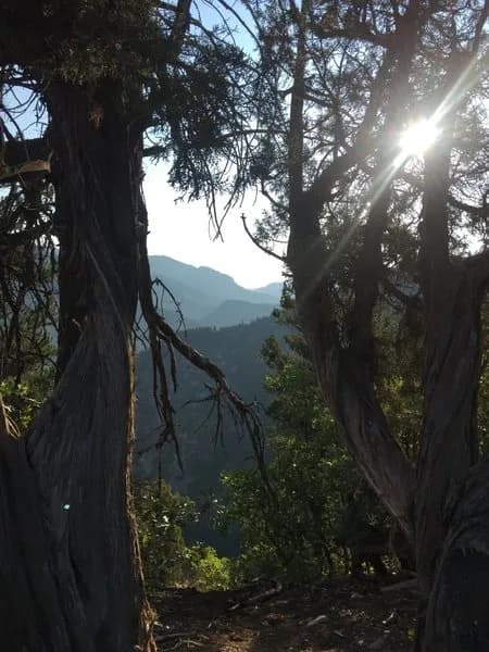 Scout Trail